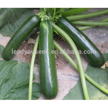 SQ13 Shenlv medium-early maturity f1 hybrid squash seeds